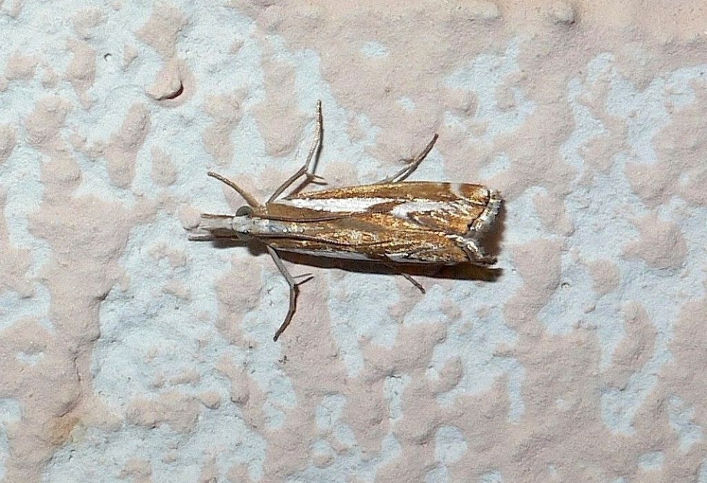 Catoptria corsicella (Duponchel 1836)